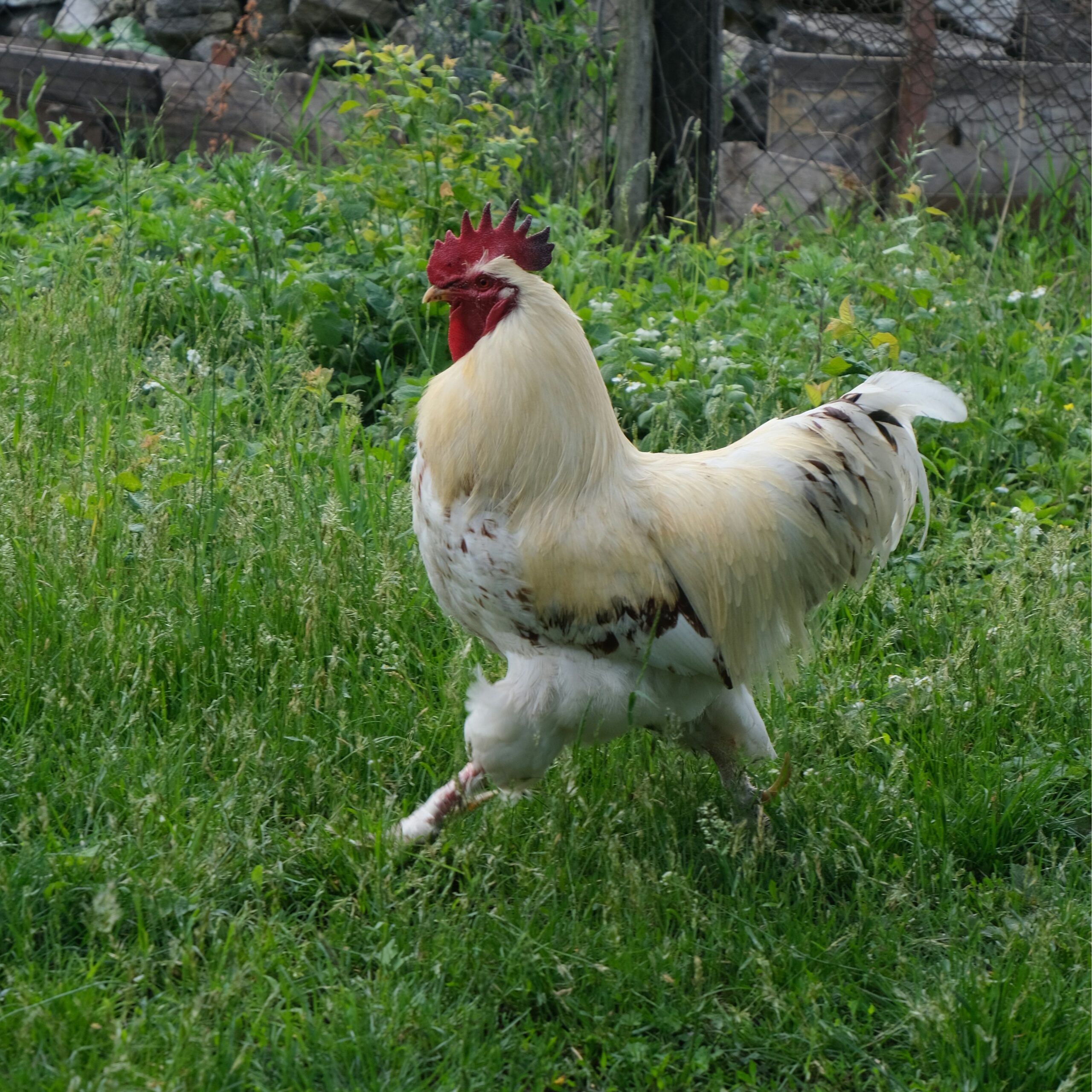 Cropped_Image (26)