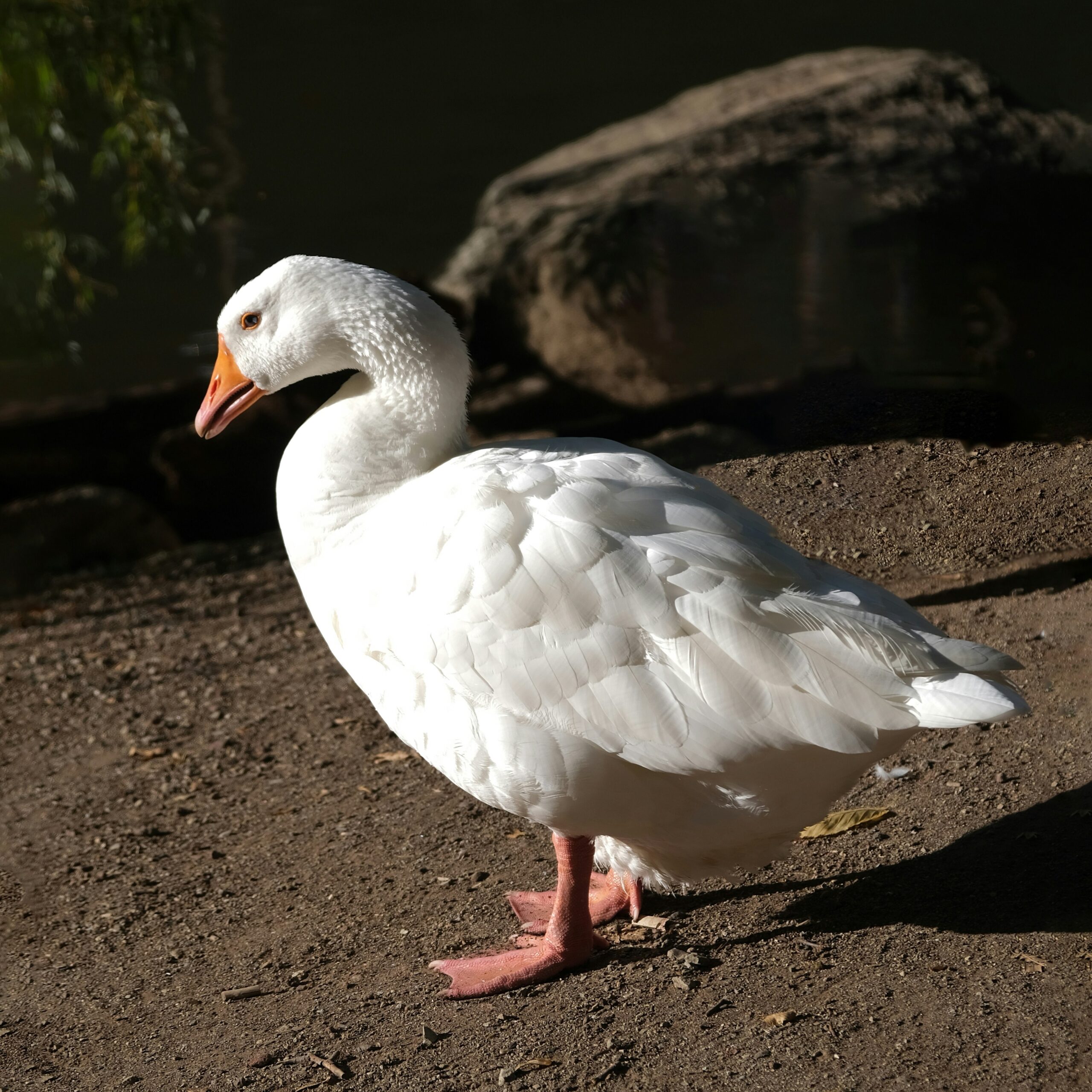 Cropped_Image (31)