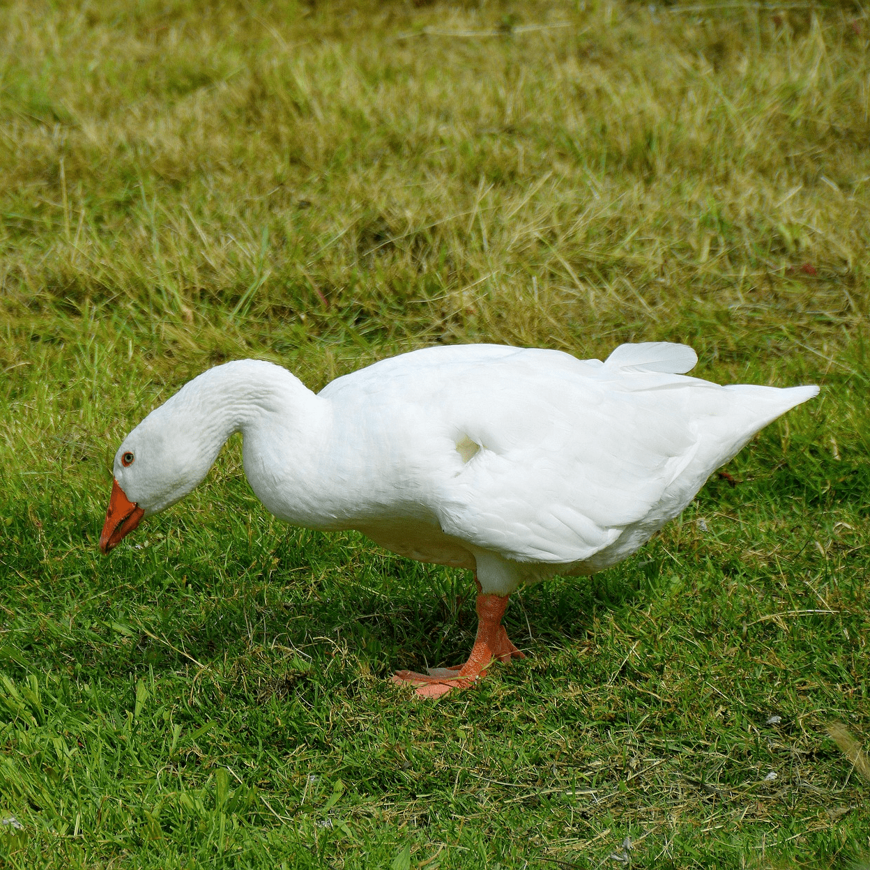 Cropped_Image (32)
