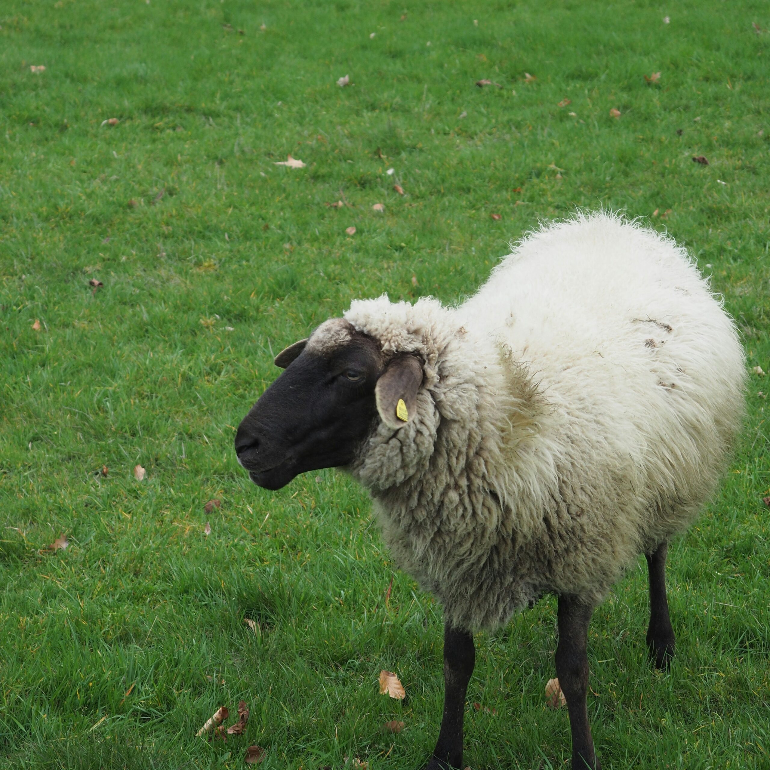 Cropped_Image (33)